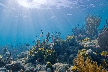 Sunlight over a Biscayne coral reef