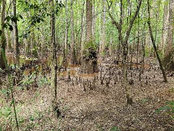 Cypress knees on the forest floor