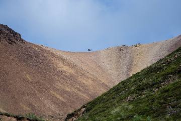 A caribou on a high ridge