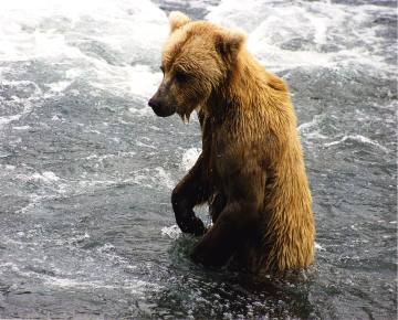 Brown bear fishing at Brooks Falls