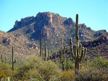 Saguaros in the Sonoran landscape