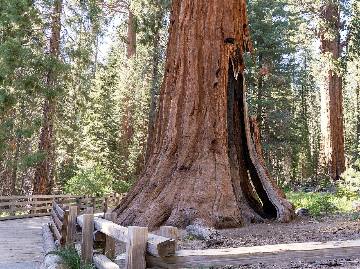 The immense base of General Sherman