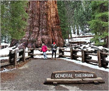 General Sherman in the Giant Forest